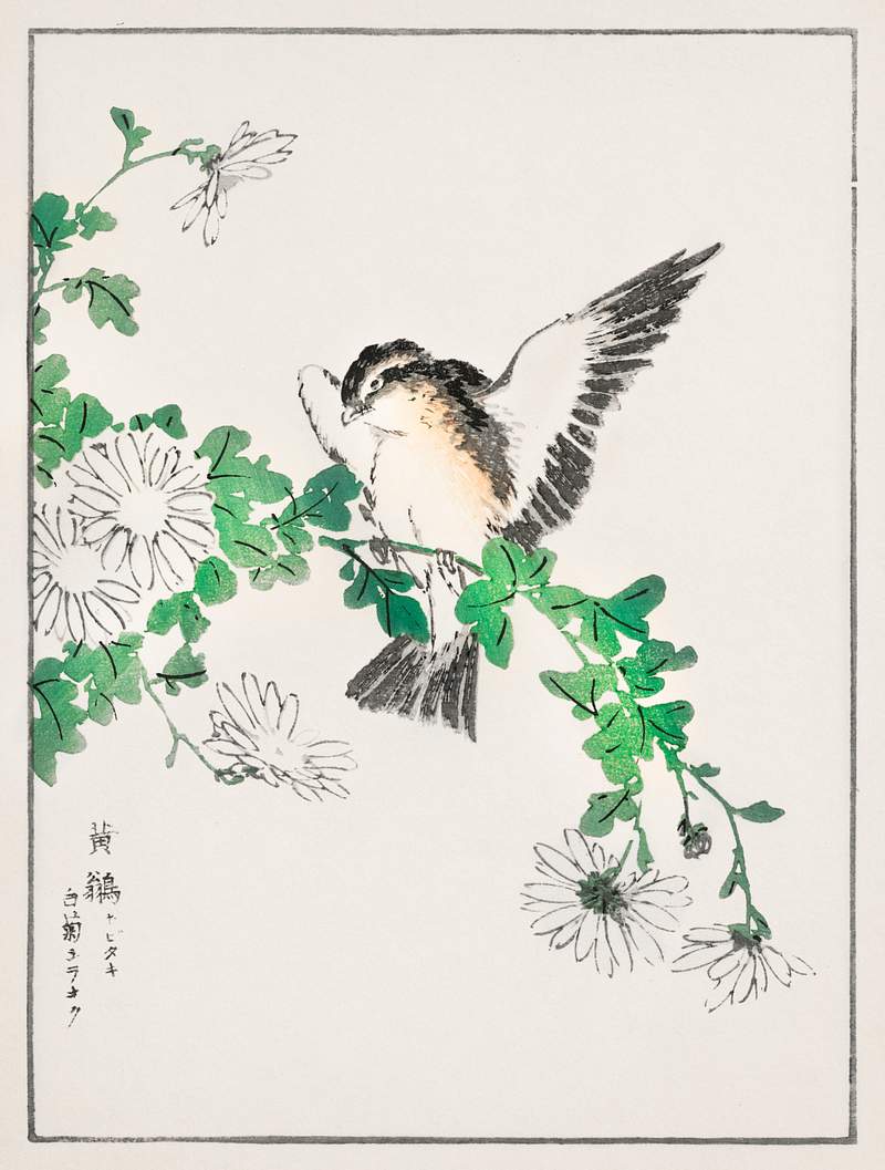 Narcissus Flycatcher and Chrysanthemum illustration from Pictorial Monograph of Birds (1885) by Numata Kashu (1838-1901).…