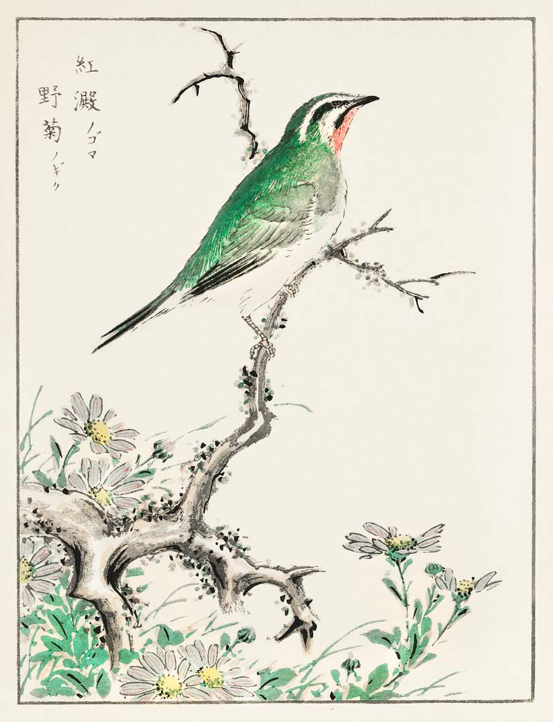Ruby Throat and Wild Camomile illustration from Pictorial Monograph of Birds (1885) by Numata Kashu (1838-1901). Digitally…