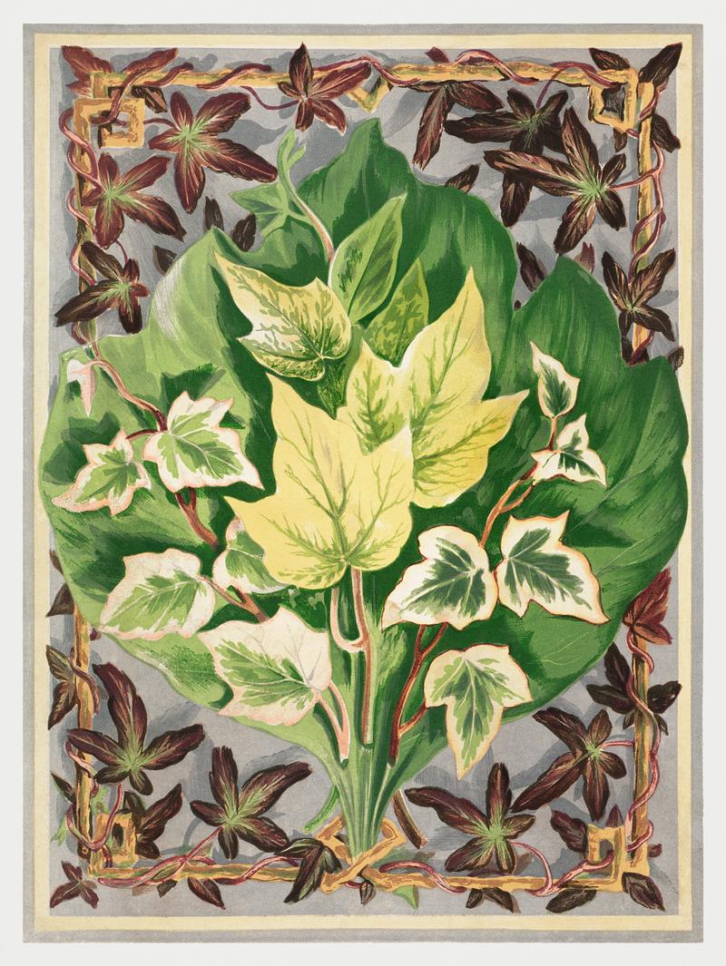 Various Ivy Leaves from The Ivy, a Monograph (1872) by Shirley Hibberd (1825–1890). Digitally enhanced from our own original edition. Various Ivy Leaves from The Ivy, a Monograph (1872) by Shirley Hibberd (1825–1890). Digitally enhanced from our own…