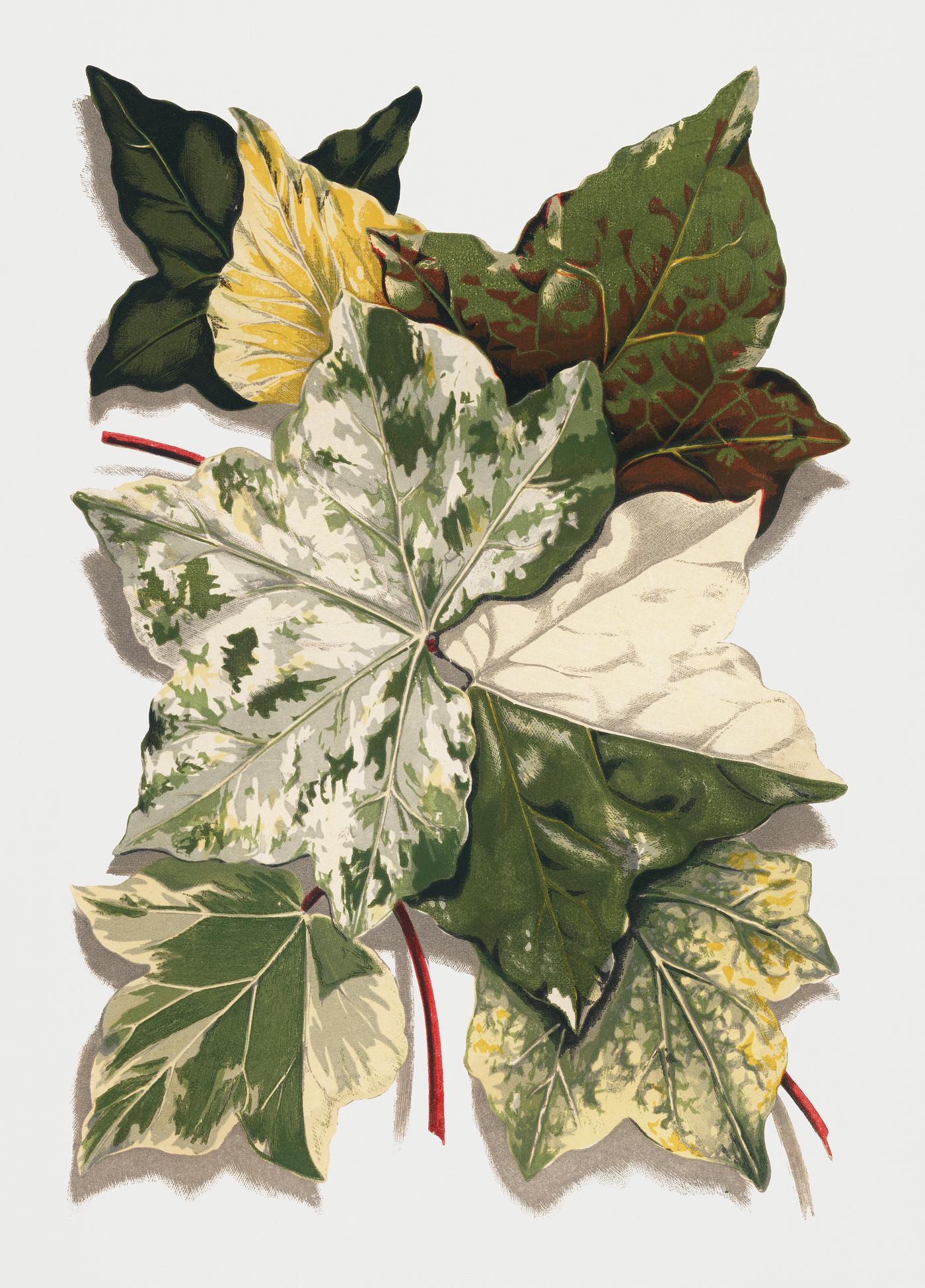 Various Ivy Leaves from The Ivy, a Monograph (1872) by Shirley Hibberd (1825–1890). Digitally enhanced from our own... Various Ivy Leaves from The Ivy, a Monograph (1872) by Shirley Hibberd (1825–1890). Digitally enhanced from our own...