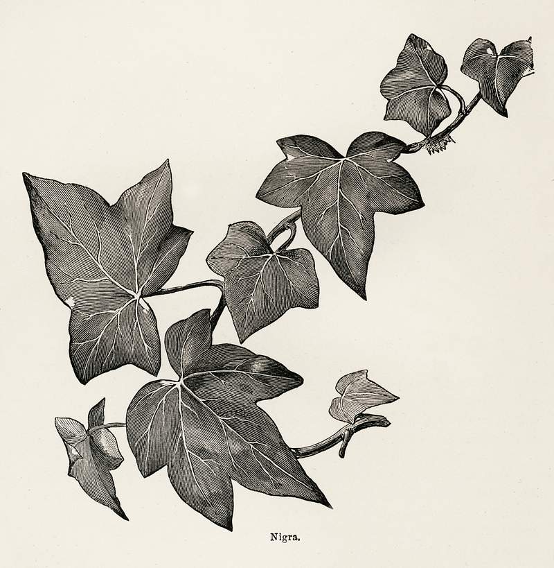 Nigra from The Ivy, a Monograph (1872) by Shirley Hibberd (1825–1890). Digitally enhanced from our own original edition. Nigra from The Ivy, a Monograph (1872) by Shirley Hibberd (1825–1890). Digitally enhanced from our own original…