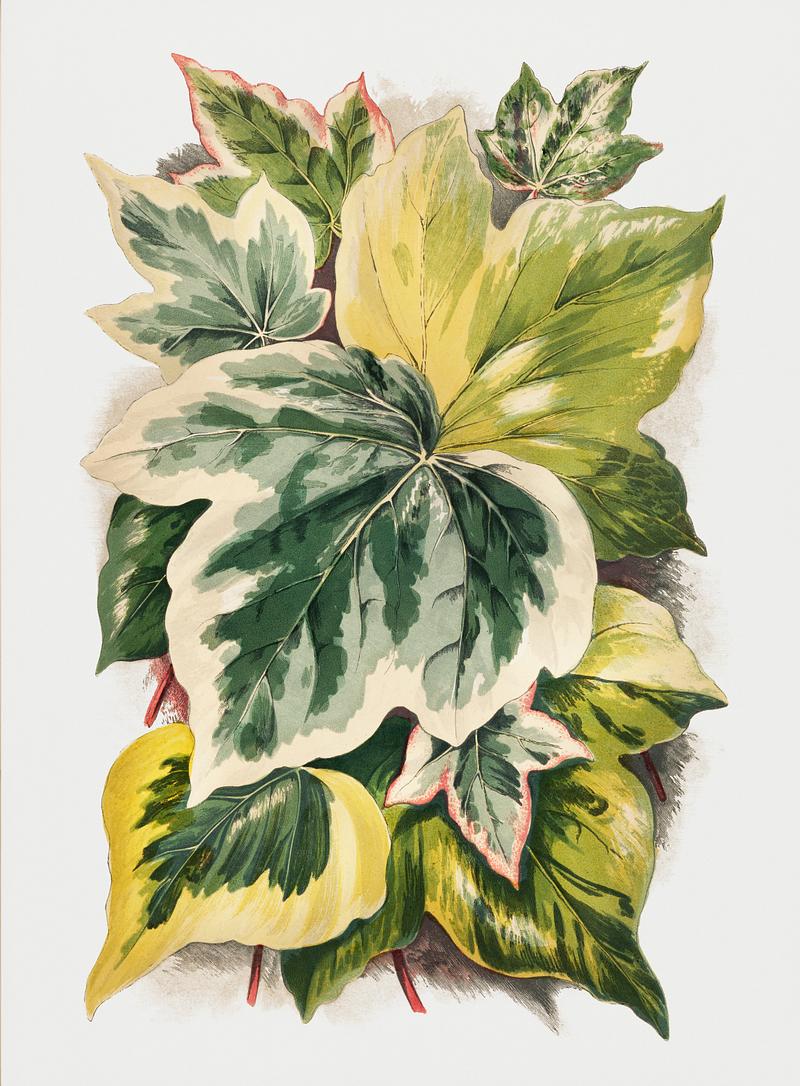 Various Ivy Leaves from The Ivy, a Monograph (1872) by Shirley Hibberd (1825–1890). Digitally enhanced from our own original edition. Various Ivy Leaves from The Ivy, a Monograph (1872) by Shirley Hibberd (1825–1890). Digitally enhanced from our own…