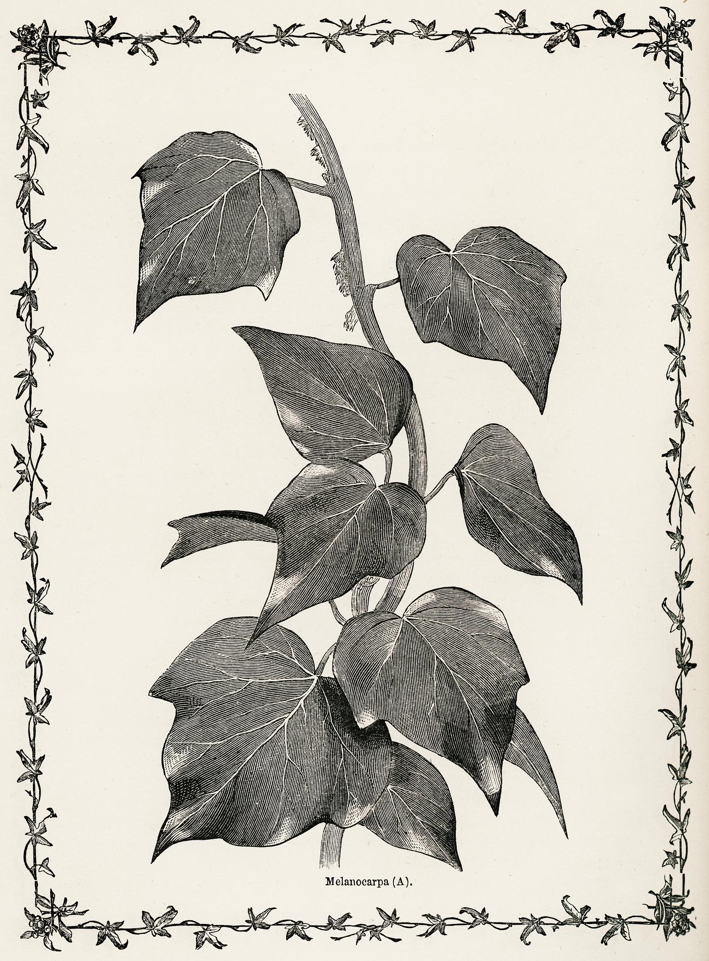 Melanocarpa from The Ivy, a Monograph (1872) by Shirley Hibberd (1825–1890). Digitally enhanced from our own original... Melanocarpa from The Ivy, a Monograph (1872) by Shirley Hibberd (1825–1890). Digitally enhanced from our own original...