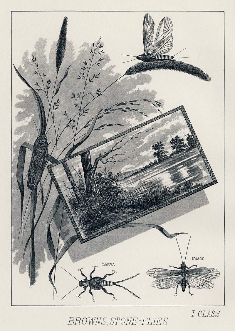 Brown, Stone-flies from Favorite Flies and Their Histories by Mary Orvis Marbury. Digitally enhanced from our own original 1892 Edition. Brown, Stone-flies from Favorite Flies and Their Histories by Mary Orvis Marbury. Digitally enhanced from our own original…