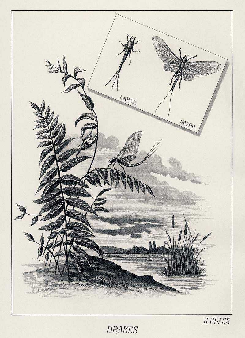 Drakes from Favorite Flies and Their Histories (1892) by Mary Orvis Marbury. Digitally enhanced from our own original 1892 Edition. Drakes from Favorite Flies and Their Histories (1892) by Mary Orvis Marbury. Digitally enhanced from our own original 1892…