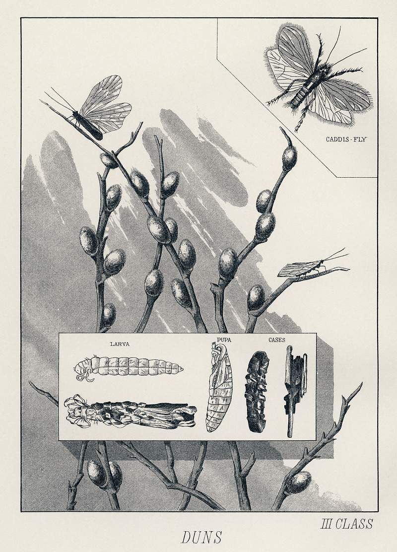 Duns from Favorite Flies and Their Histories by Mary Orvis Marbury. Digitally enhanced from our own original publication. Duns from Favorite Flies and Their Histories by Mary Orvis Marbury. Digitally enhanced from our own original publication.