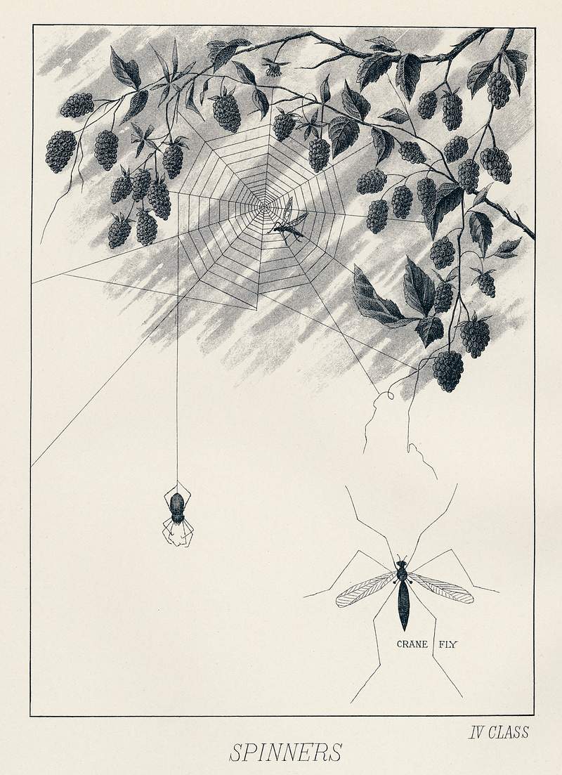 Spinners from Favorite Flies and Their Histories by Mary Orvis Marbury. Digitally enhanced from our own original 1892 Edition. Spinners from Favorite Flies and Their Histories by Mary Orvis Marbury. Digitally enhanced from our own original 1892…