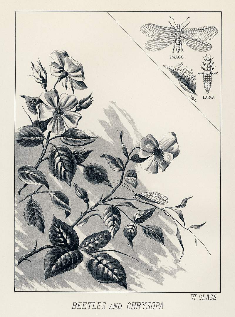 Beetles and Chrysopa from Favorite Flies and Their Histories by Mary Orvis Marbury. Digitally enhanced from our own original 1892 Edition. Beetles and Chrysopa from Favorite Flies and Their Histories by Mary Orvis Marbury. Digitally enhanced from our own original…