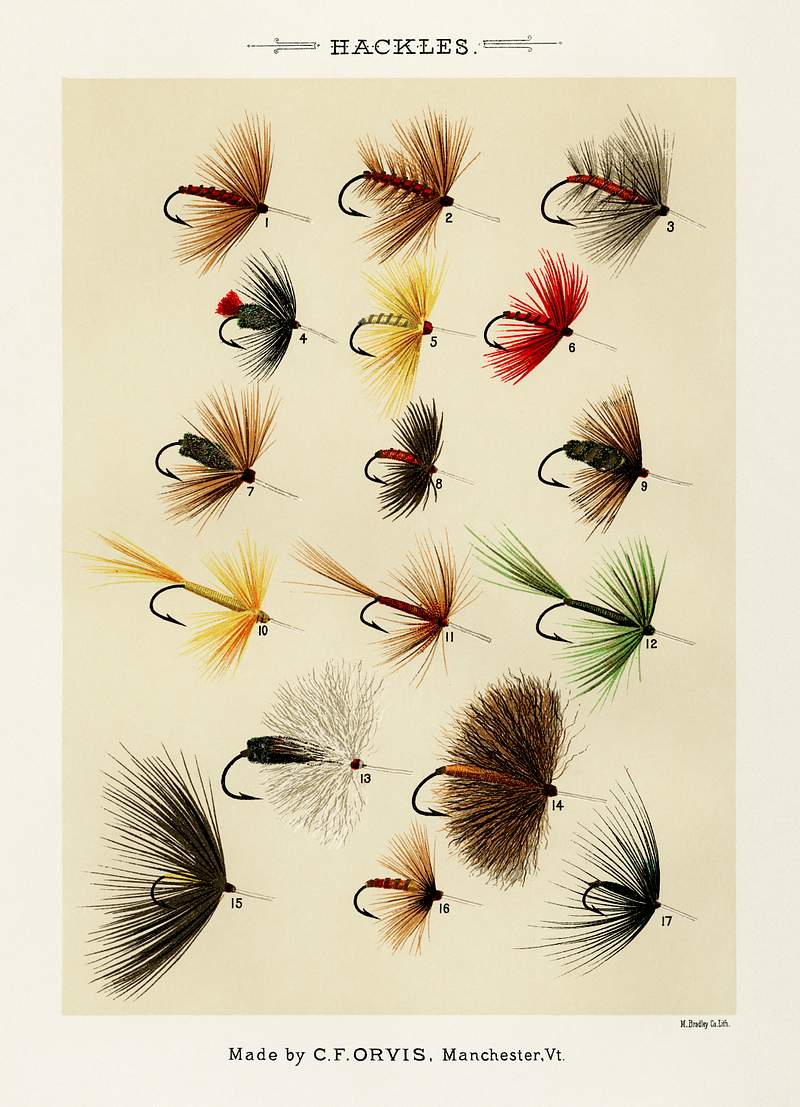 Free royalty image about Hackles from Favorite Flies and Their Histories by Mary Orvis Marbury. Digitally enhanced from our own original 1892 Edition. Hackles from Favorite Flies and Their Histories by Mary Orvis Marbury. Digitally enhanced from our own original 1892 Edition.