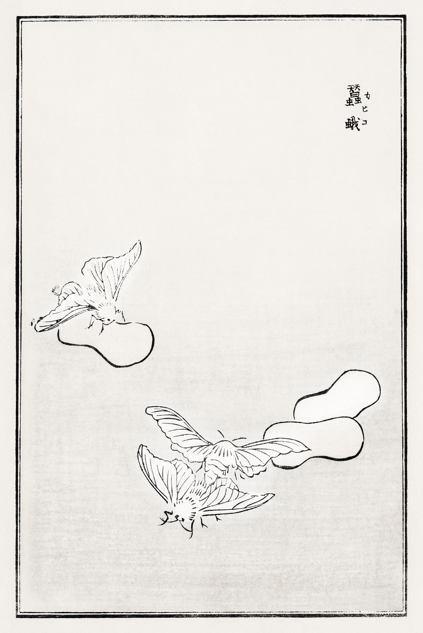 Moth illustration from Churui Gafu (1910) by Morimoto Toko. Digitally enhanced from our own original edition. Moth illustration from Churui Gafu (1910) by Morimoto Toko. Digitally enhanced from our own original edition.