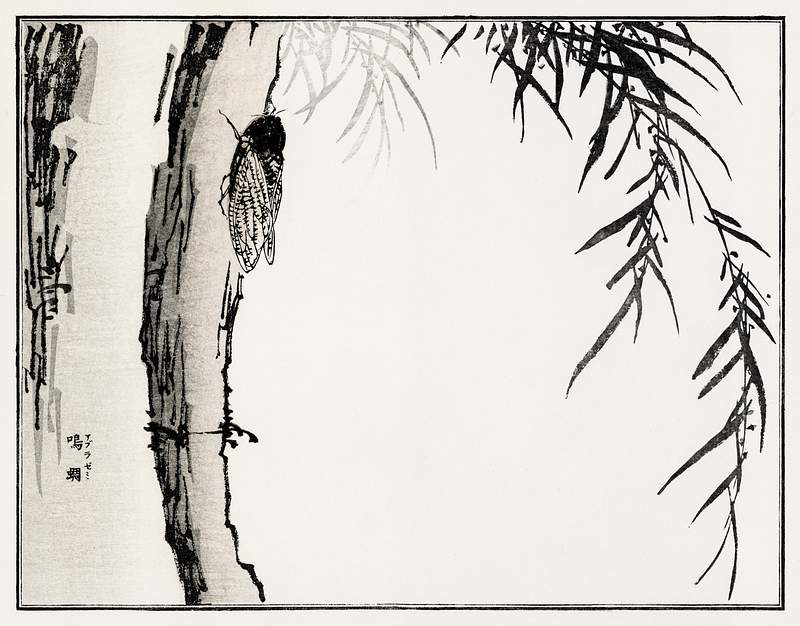 Cicada illustration from Churui Gafu (1910) by Morimoto Toko. Digitally enhanced from our own original edition.