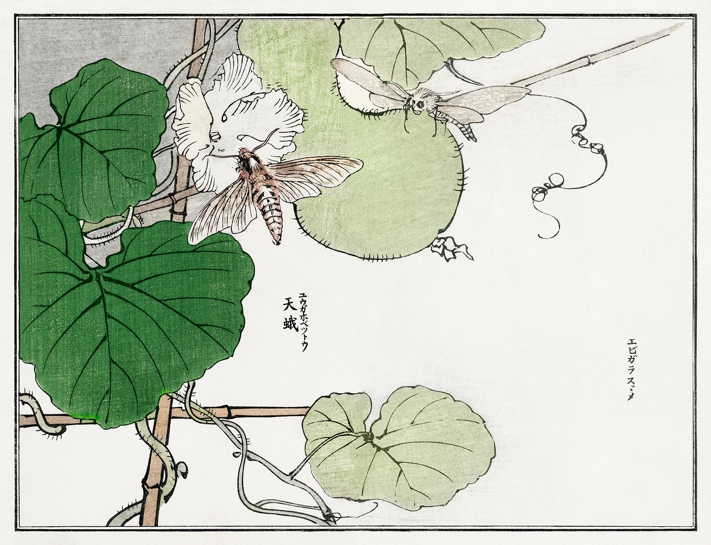Moth illustration from Churui Gafu (1910) by Morimoto Toko. Digitally enhanced from our own original edition. Moth illustration from Churui Gafu (1910) by Morimoto Toko. Digitally enhanced from our own original edition.