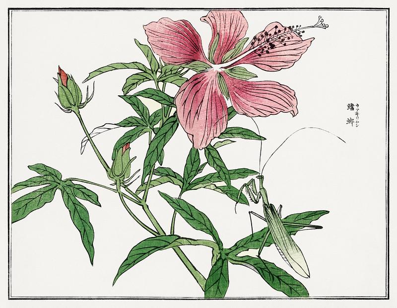 Japanese flower print Flower illustration from Churui Gafu (1910) by Morimoto Toko. Digitally enhanced from our own original edition.