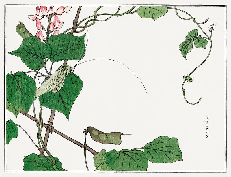 Japanese flower print Locust on a leaf illustration from Churui Gafu (1910) by Morimoto Toko. Digitally enhanced from our own original edition.