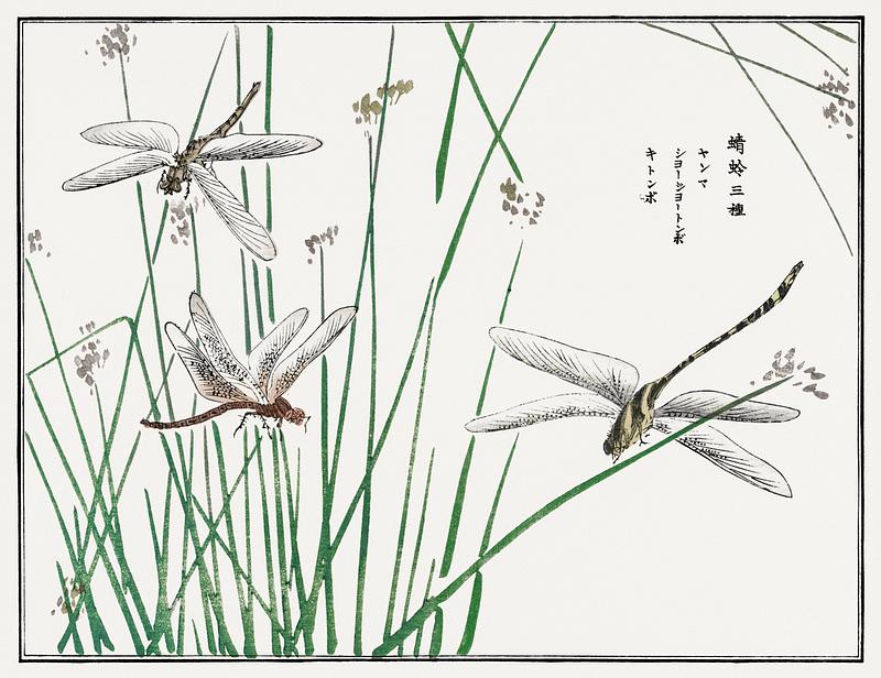 Flying dragonflies drawing Dragonflies illustration from Churui Gafu (1910) by Morimoto Toko. Digitally enhanced from our own original edition.