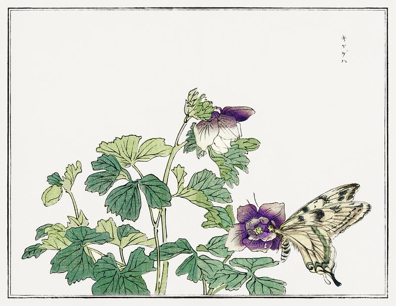 Japanese butterfly print Butterfly with flower illustration from Churui Gafu (1910) by Morimoto Toko. Digitally enhanced from our own original…