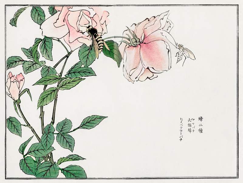 Japanese flower print Bee and Flower illustration from Churui Gafu (1910) by Morimoto Toko. Digitally enhanced from our own original edition.