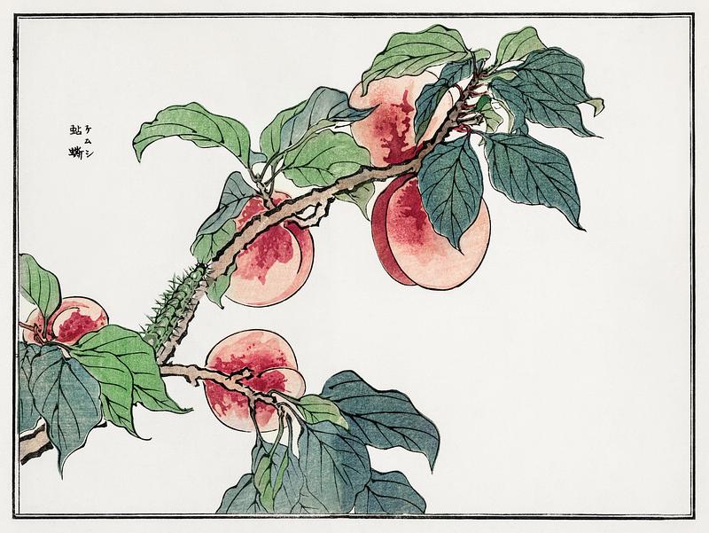Peach tree drawing Caterpillar on a peach tree illustration from Churui Gafu (1910) by Morimoto Toko. Digitally enhanced from our own original…