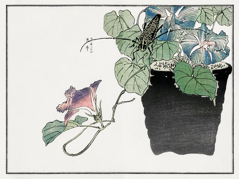 Japanese beetle drawing Japanese paper-cutter beetle illustration from Churui Gafu (1910) by Morimoto Toko. Digitally enhanced from our own original…