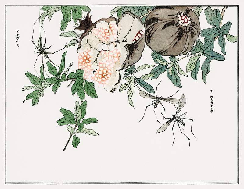 Japanese flower print Pomegranate illustration from Churui Gafu (1910) by Morimoto Toko. Digitally enhanced from our own original edition.