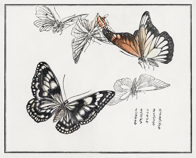 Japanese butterfly print Butterflies illustration from Churui Gafu (1910) by Morimoto Toko. Digitally enhanced from our own original edition.