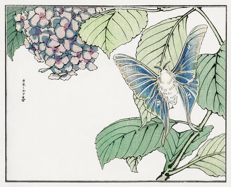 Japanese moth on a plant Moth and plant illustration from Churui Gafu (1910) by Morimoto Toko. Digitally enhanced from our own original edition.