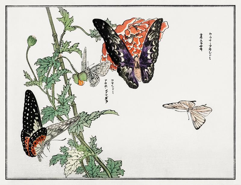 Japanese butterfly print Butterflies and plant illustration from Churui Gafu (1910) by Morimoto Toko. Digitally enhanced from our own original…