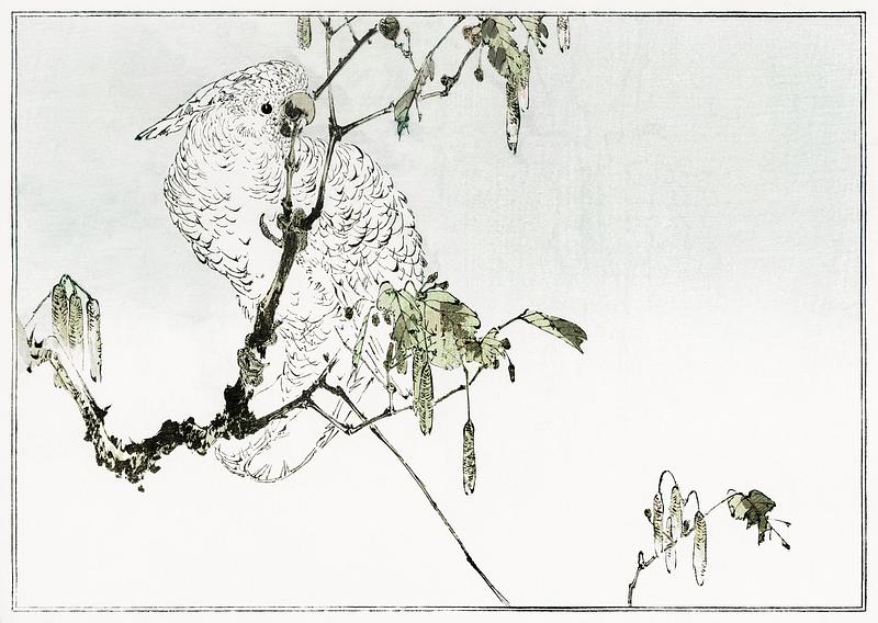 Cockatoo bird drawing White cockatoo perched on a branch. Illustration (1890–1891) by Wantanabe Seitei, a prominent Kacho-ga artist.…