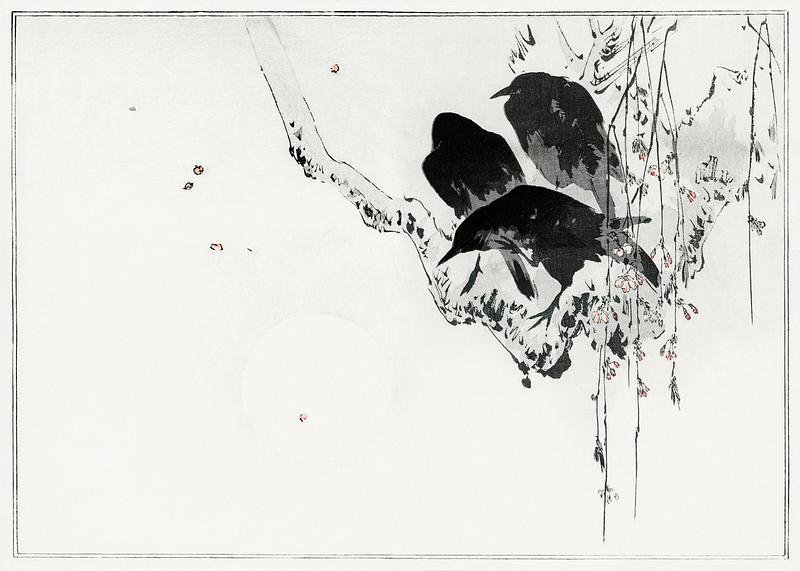 Japanese crows drawing Japanese crows perched on a branch. Illustration from Seitei Kacho Gafu (1890–1891) by Wantanabe Seitei, a prominent…
