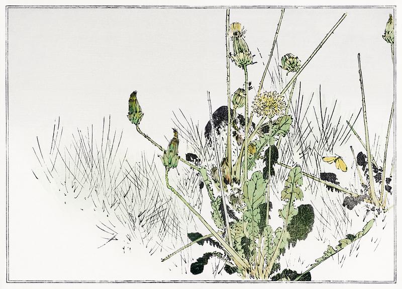 Japanese dandelion weeds Wild dandelions illustration from Seitei Kacho Gafu (1890–1891) by Wantanabe Seitei, a prominent Kacho-ga artist.…