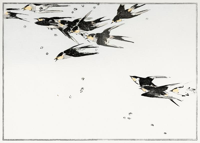Magpie birds drawing Flying magpies, illustration from Seitei Kacho Gafu (1890–1891) by Wantanabe Seitei, a prominent Kacho-ga artist.…