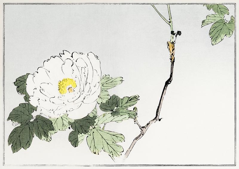 Large blooming flower White blossomed flower. Illustration from Seitei Kacho Gafu (1890–1891) by Wantanabe Seitei, a prominent Kacho-ga…