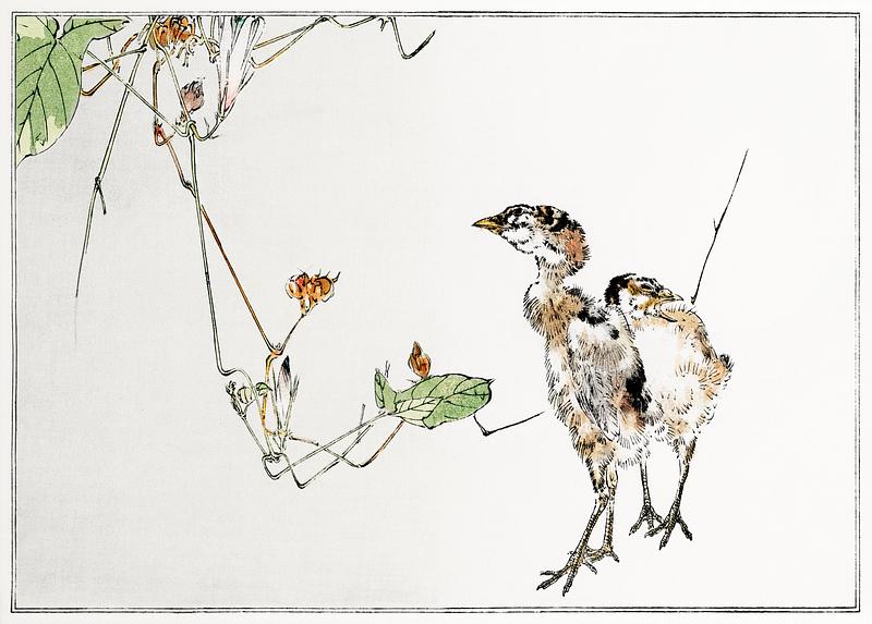 Wild baby ducks Wild ducklings illustration from Seitei Kacho Gafu (1890–1891) by Wantanabe Seitei, a prominent Kacho-ga artist.…