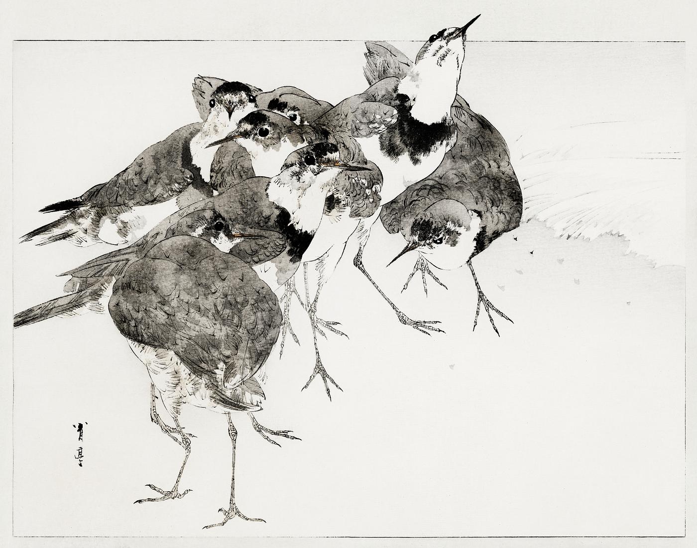 Little ringed plover, illustration from Bijutsu Sekai (1893-1896) by Watanabe Seitei, a prominent Kacho-ga artist. Digitally... Little ringed plover, illustration from Bijutsu Sekai (1893-1896) by Watanabe Seitei, a prominent Kacho-ga artist. Digitally...