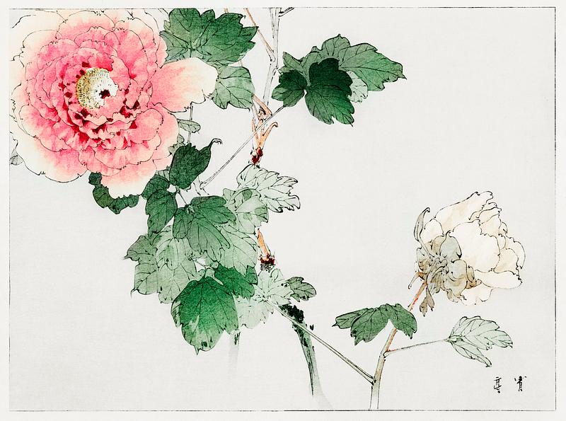 Japanese pink peony drawing Tree peony, illustration from Bijutsu Sekai (1893-1896) by Watanabe Seitei, a prominent Kacho-ga artist. Digitally enhanced…
