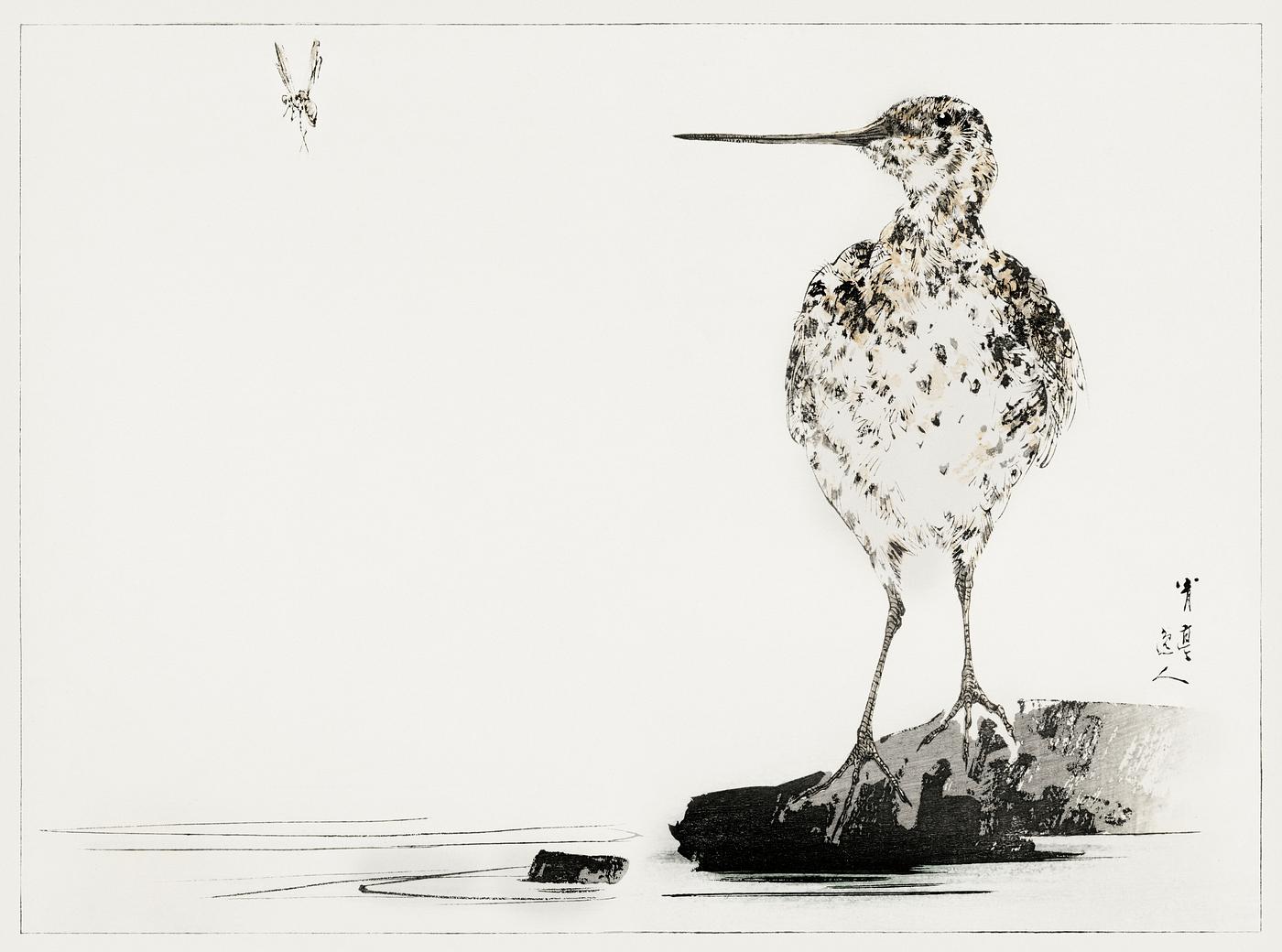 Japanese common snipe print Common snipe, illustration from Bijutsu Sekai (1893-1896) by Watanabe Seitei, a prominent Kacho-ga artist. Digitally...