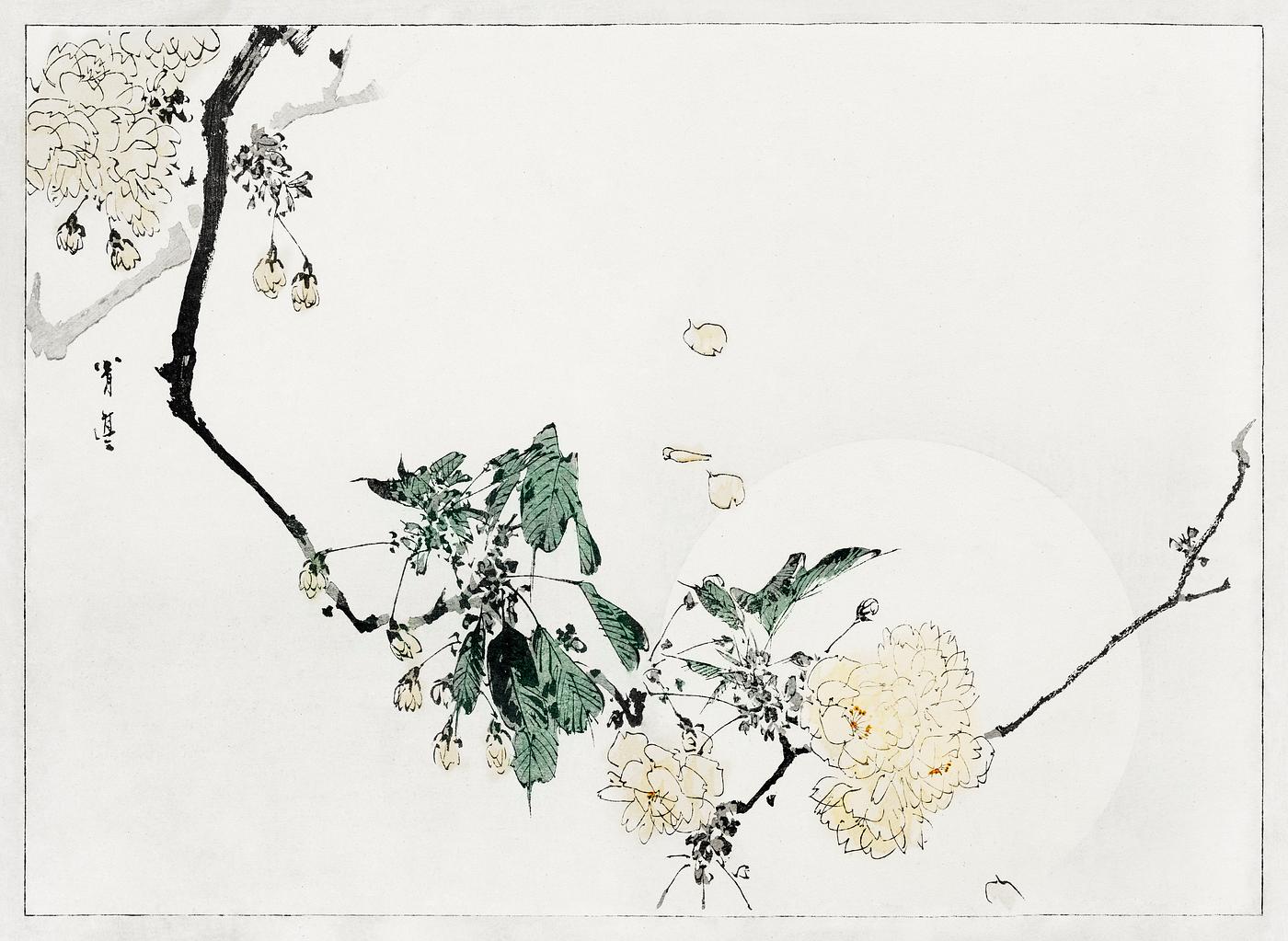 Cherry blossom, illustration from Bijutsu Sekai (1893-1896) by Watanabe Seitei, a prominent Kacho-ga artist. Digitally... Cherry blossom, illustration from Bijutsu Sekai (1893-1896) by Watanabe Seitei, a prominent Kacho-ga artist. Digitally...