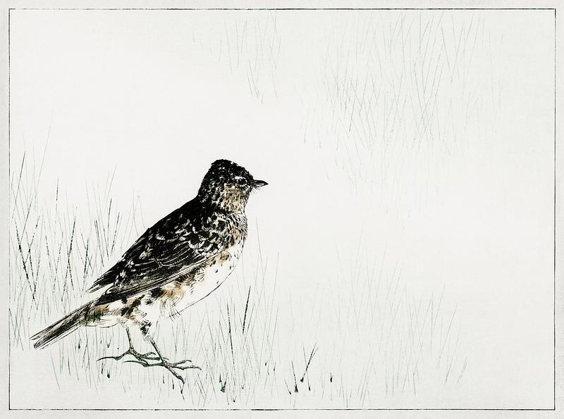 Japanese skylark bird drawing Skylark illustration from Bijutsu Sekai (1893-1896) by Watanabe Seitei, a prominent Kacho-ga artist. Digitally enhanced from…