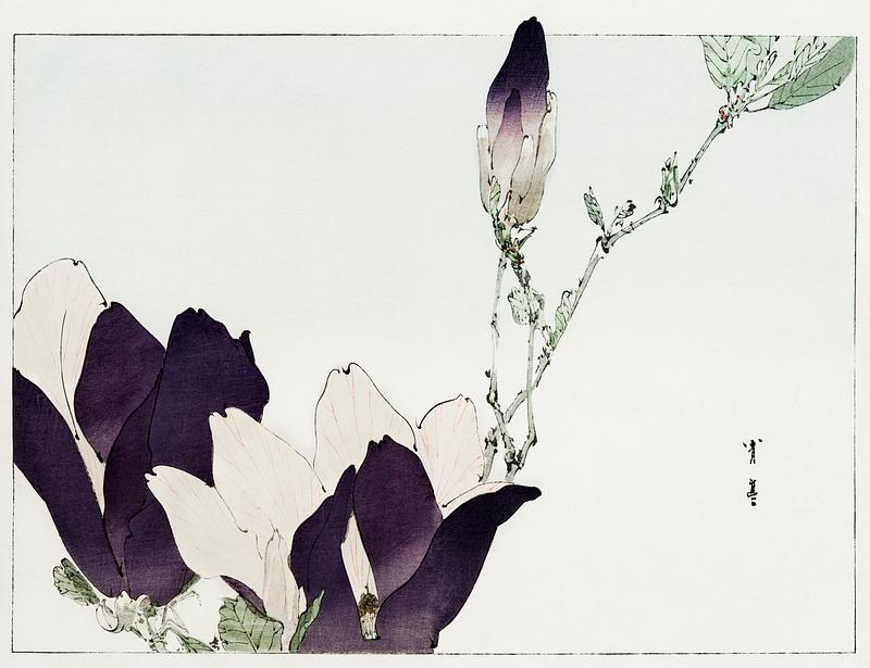 Blooming purple magnolia drawing Purple magnolia illustration from Bijutsu Sekai (1893-1896) by Watanabe Seitei, a prominent Kacho-ga artist. Digitally…