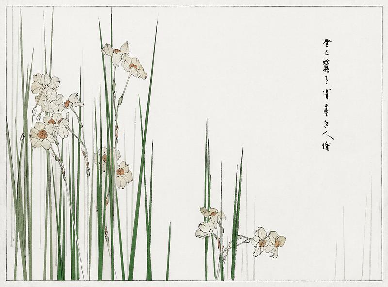 White Jonquil flowers Jonquil illustration from Bijutsu Sekai (1893-1896) by Watanabe Seitei, a prominent Kacho-ga artist. Digitally enhanced from…