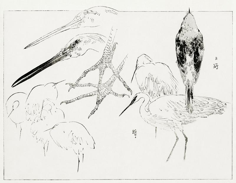 Japanese bird drawings Little egret and Daurian redstart. Illustration from Bijutsu Sekai (1893-1896) by Watanabe Seitei, a prominent Kacho-ga…