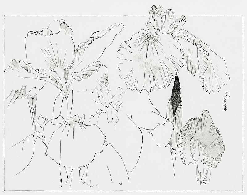 Iris flowers outlined Japanese iris illustration from Bijutsu Sekai (1893-1896) by Watanabe Seitei, a prominent Kacho-ga artist. Digitally enhanced…