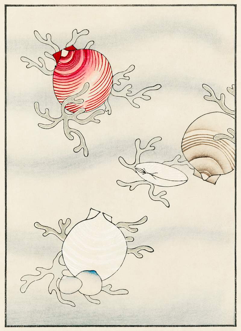 Shell fish illustration from Bijutsu Sekai (1893-1896) by Watanabe Seitei, a prominent Kacho-ga artist. Digitally enhanced…