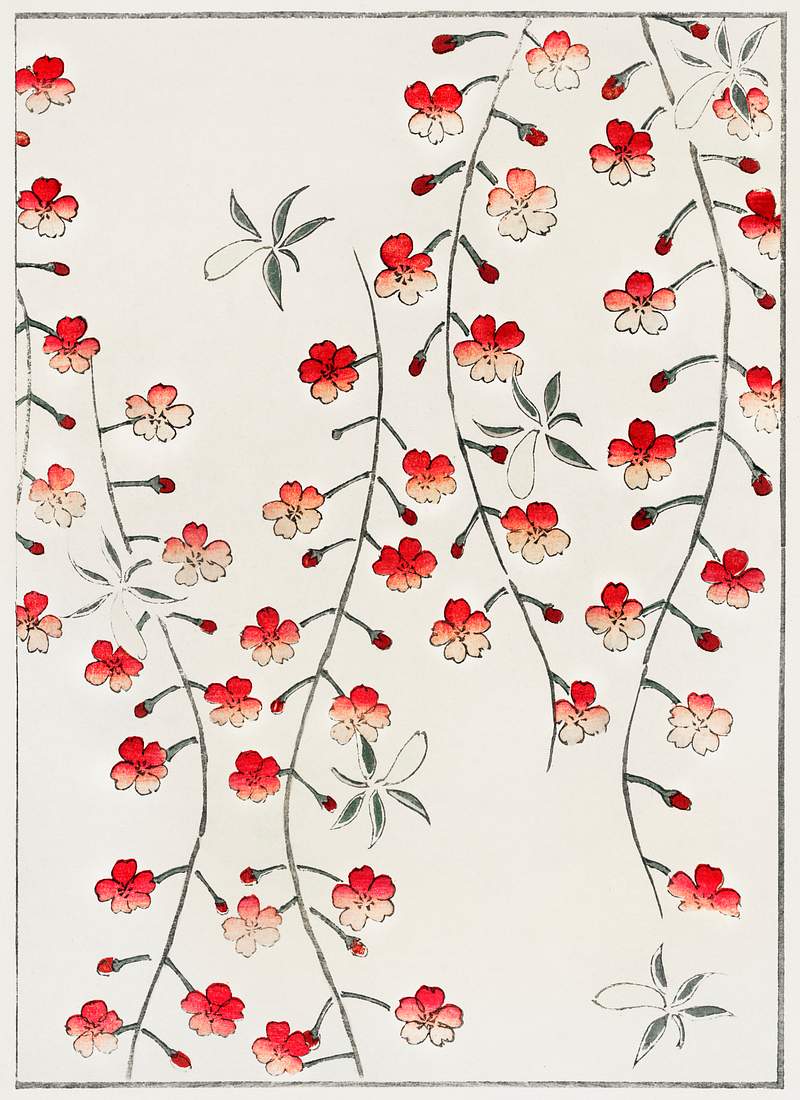Cherry blossom illustration from Bijutsu Sekai (1893-1896) by Watanabe Seitei, a prominent Kacho-ga artist. Digitally…