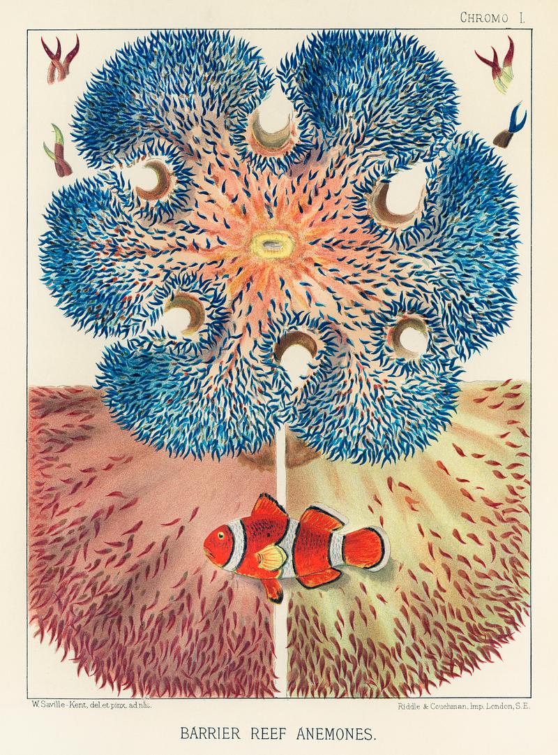 Barrier Reef Anemones from The Great Barrier Reef of Australia (1893) by William Saville-Kent (1845-1908). Digitally enhanced from our own original edition. Barrier Reef Anemones from The Great Barrier Reef of Australia (1893) by William Saville-Kent (1845-1908). Digitally enhanced…