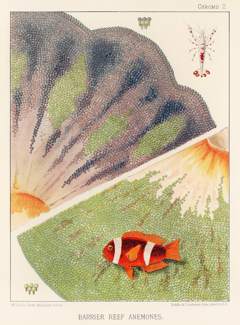 Barrier Reef Anemones from The Great Barrier Reef of Australia (1893) by William Saville-Kent (1845-1908). Digitally enhanced from our own original edition. Barrier Reef Anemones from The Great Barrier Reef of Australia (1893) by William Saville-Kent (1845-1908). Digitally enhanced…