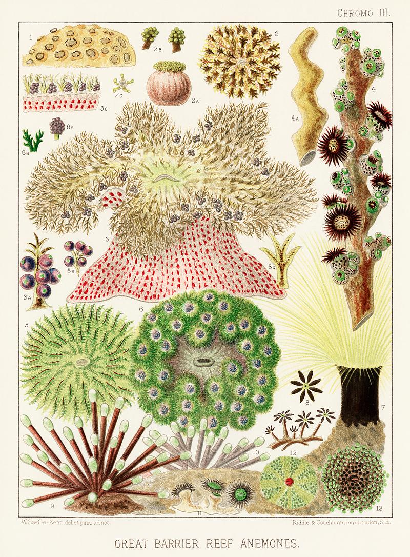 Great Barrier Reef Anemones from The Great Barrier Reef of Australia (1893) by William Saville-Kent (1845-1908). Digitally enhanced from our own original edition.
Fig 1 : Palythoa caesia
Fig 2 : Rhodactis Howesii
Fig 3 : Haterodactyla Hemprichii
Fig 4 : Acrozoanthus australioe
Fig 5 : phymanthus muscorum
Fig 6 : Haterodactyla hypnoides
Fig 7 : Cerianthus noobilis
Fig 8 : Cornularia auricula
Fig 9-10 : Physobrachia Douglasi
Fig 11 : Zoanthus Coppingeri
Fig 12 : Discosoma Rubra-oris
Fig 13 : Discosoma nummiforme Great Barrier Reef Anemones from The Great Barrier Reef of Australia (1893) by William Saville-Kent (1845-1908). Digitally…