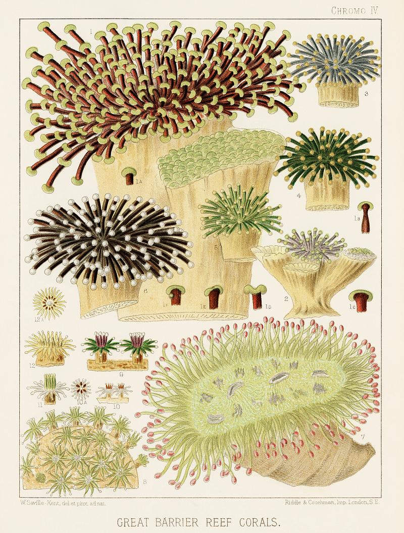 Great Barrier Reef Corals from The Great Barrier Reef of Australia (1893) by William Saville-Kent (1845-1908). Digitally enhanced from our own original edition.
Fig 1: Rhipidogyra
Fig 2: Euphyllia rugosa
Fig 3-6 : Eupyllia glabrescens
Fig 7 : Pectinia Jardinei
Fig 8-9 : Galaxea Esperi
Fig 10-12 : Galaxea Great Barrier Reef Corals from The Great Barrier Reef of Australia (1893) by William Saville-Kent (1845-1908). Digitally…