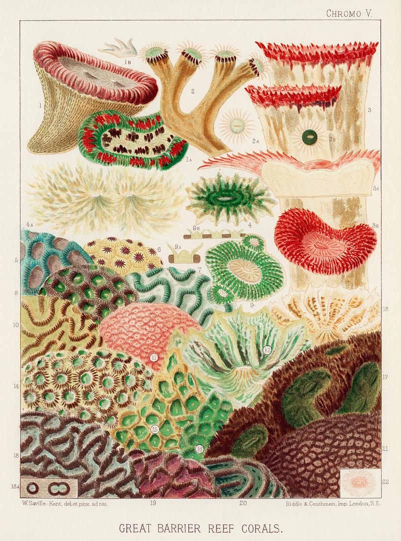 Great Barrier Reef Corals from The Great Barrier Reef of Australia (1893) by William Saville-Kent (1845-1908). Digitally enhanced from our own original edition.
Fig 1: Trachyphyllia amaranius
Fig 2 : Caulastroea Distorta
Fig 3 : Mussa Corymbosa
Fig 4 : Mussa Multilobata
Fig 5 : Prionastroea
Fig 6 : Favia Bowerbanki
Fig 7 : Coeloria
Fig 8 : Prionastroea
Fig 9 : Moseleya Latistellata
Fig 10 : Coeloria
Fig 11: Goniastroea eximia
Fig 12-13 : Tridacophyllia Laciniata
Fig 14 : Favia Amicorum
Fig 15-16 : Prionastroea robusta
Fig 17 : Sumphyllia sinuosa
Fig 18-19 : Coeloria Esperi
Fig 20 : Coeloria
Fig 21-22 : Goniastroea Grayi Great Barrier Reef Corals from The Great Barrier Reef of Australia (1893) by William Saville-Kent (1845-1908). Digitally…