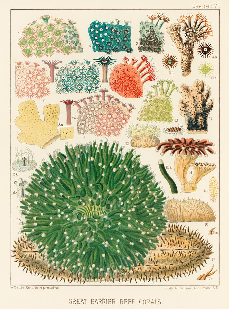 Great Barrier Reef Corals from The Great Barrier Reef of Australia (1893) by William Saville-Kent (1845-1908). Digitally enhanced from our own original edition.
Fig 1-5 : Plaesiastroea Peronii
Fig 2 : plesiasroea versipora
Fig 3 : Rhoodaroea
Fig 4-5 : Rhodaroea Fruticosa
Fig 6 : Rhodaroea Calicularis
Fig 7 : Cyphastroea
Fig 8 : Millepora alcicornis
Fig 9 : Rhodaroea Calicularis
Fig 10 : Rhodaroea
Fig 11 : Montipora Scarbicula
Fig 12 : Heteropsammia Michelini
Fig 13-14 : Fungia Crassitentaculata
Fig 15-16 : Cycloseris cyclolites
Fig 17 : Herprtolitha talpina Great Barrier Reef Corals from The Great Barrier Reef of Australia (1893) by William Saville-Kent (1845-1908). Digitally…